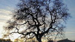 CA Valley Oak