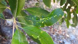 toyon_thrips