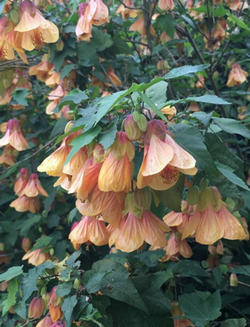 Abutilon ‘Halo’ blooms year-round in Marin. Photo: Marie Narlock