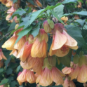 Abutilon