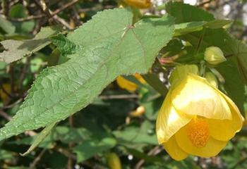 Abutilon