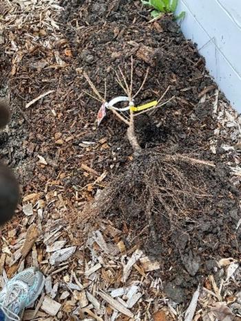 A bare root fruit tree is ready to be planted. Photo: UC Regents