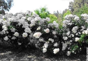 A hedge of Sally Holmes roses can be grown from bare root plants this winter.