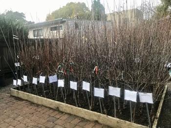 Bare root fruit trees and roses are available in nurseries from December to early March. Photo: Jane Scurich