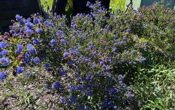 Ceanothus are showy native plants that provide food and cover for a variety of animals and insects. Ceanothus 'Concha' is an early spring bloomer.