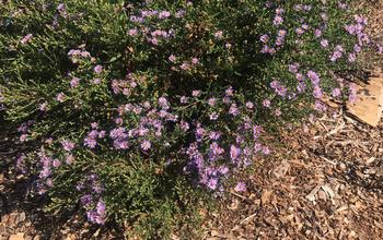 Coast Aster is a magnet for pollinators.