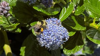 Ceanothus blossoms attract native California bumble bees.