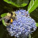 January 2025: Natives in the Edible Garden