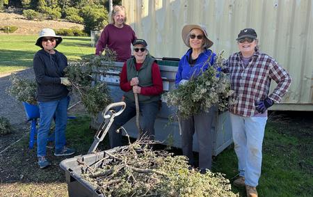 It took a hardy group of volunteers to tame the overgrown Coyote Brush.