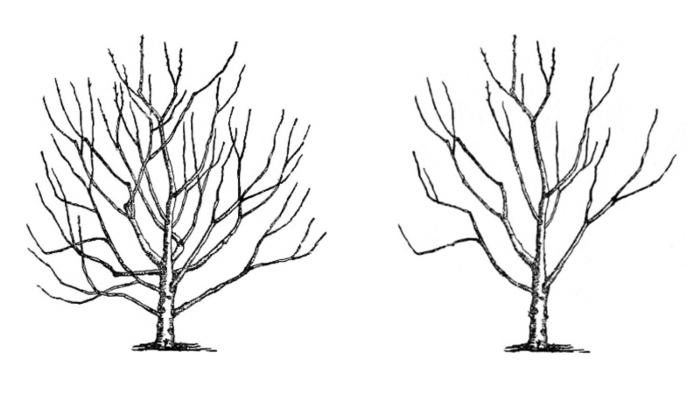 Prunning Illustration_pruning guild