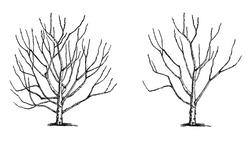 Prunning Illustration_pruning guild