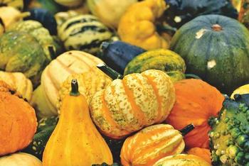 Perfectly Preserved Pumpkin