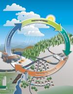 Carbon cycle.