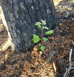 Black oak basal sprout from a fire killed tree.