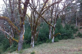 Encroachment of Douglas-fir into a Ca black oak stand (Y. Valachovic).