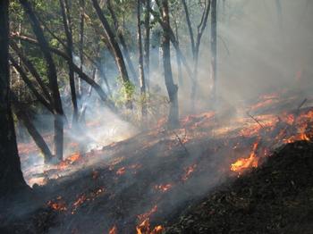 Prescribed fire in a forest (L. Quinn-Davidson).