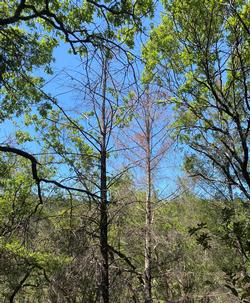 Dieback of Douglas-fir in an oak woodland