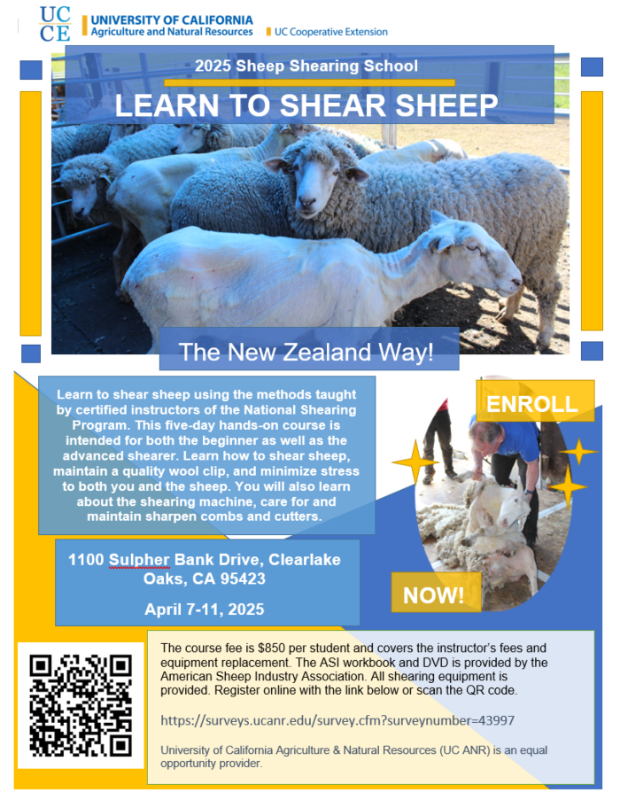 Sheep Shearing Flyer 25 Letter