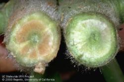Verticillium wilt on tomato.  Plants with Verticillium wilt develop a patchy light brown discoloration in the xylem tissue (left).