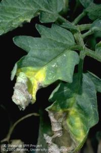 Verticillium wilt on tomato. The first symptoms expressed are often yellowing between the leaf veins followed by necrosis.
