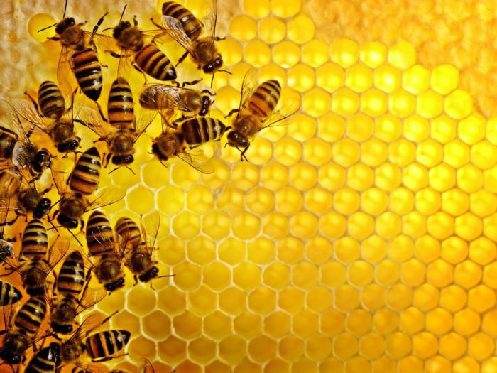 Honey+Bee+-+Honeycomb+Yellow