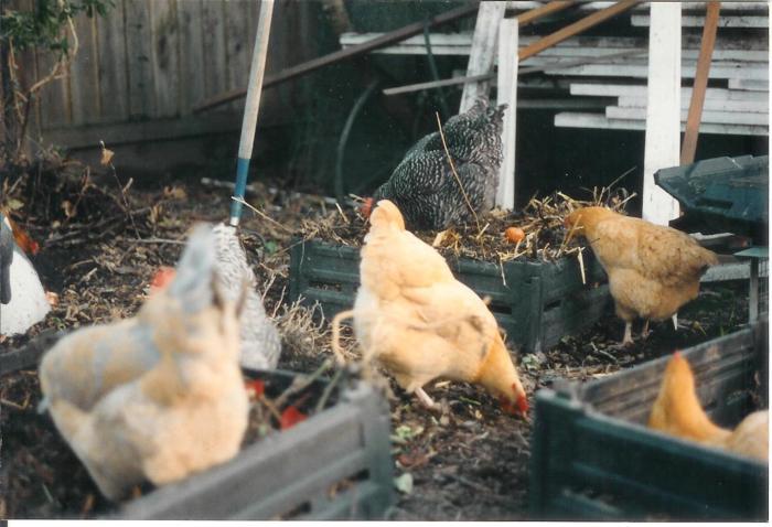 composting chickens