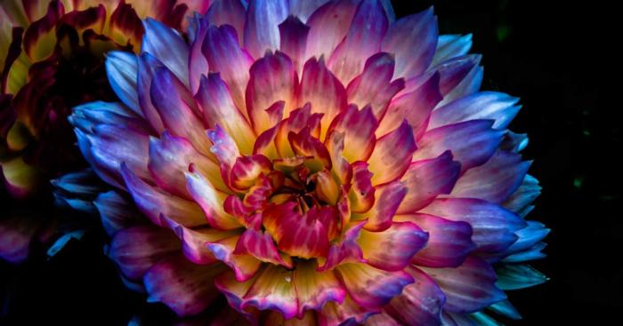 dahlia-night-10312015