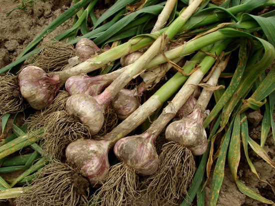 harvest-garlic550-jpg