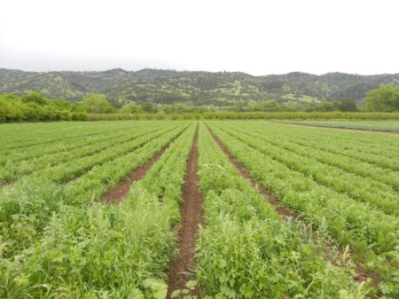 Fully Belly Farm in California's Capay Valley