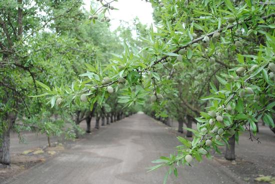 Almond orchard