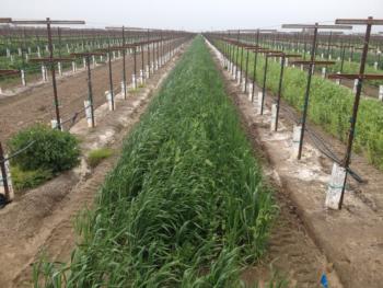 A ryegrass cover crop planted in a vineyard <small>(photo credit: Yoni Cooperman)</small>