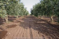 Olive Orchard Cultivation