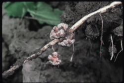 Nodules on legume roots house bacteria that make nitrogen gas available to plants (credit: Jack Kelly Clark)