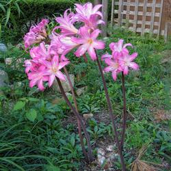 Amaryllis_belladonna_02