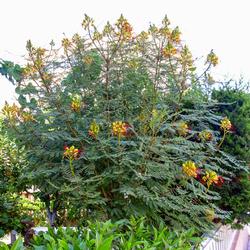 Caesalpinia_gilliesii_Habitus_15July2009_TorreLaMata