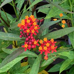 Asclepias_CM4