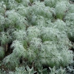 Artemisia_mauiensis_-_Longwood_Gardens_-_DSC01118