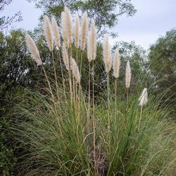 Cortaderia_selloana_plant6_(7367723572)