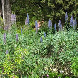 Echium_candicans_(Serres_de_la_Madone)