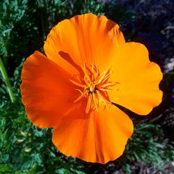 Eschscholzia_californica-8