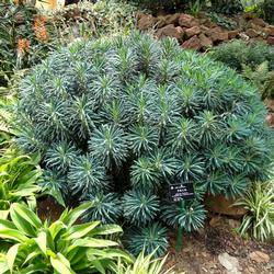Euphorbia_characias_-_Kunming_Botanical_Garden_-_DSC03146_PUBLIC_DOMAIN