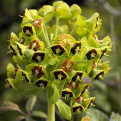 Euphorbia_characias_(flowers)