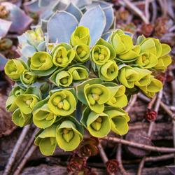 Euphorbia_myrsinites_flowers04