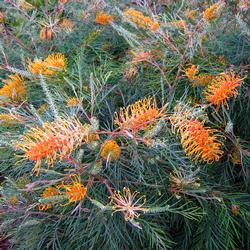 Grevillea_Honey_Gem_ECU