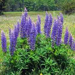 Blaue_Lupine,_Rhön