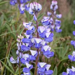 Lupinus_latifolius_5800