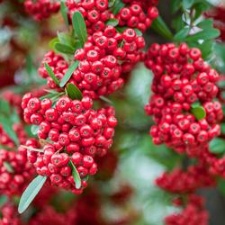 Red_pommes_of_Firethorn_(Pyracantha)