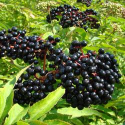 Sambucus-berries