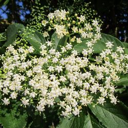 sambucus-nigra-846591