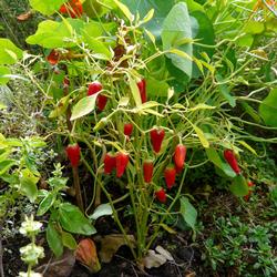 pepper-crop-61719